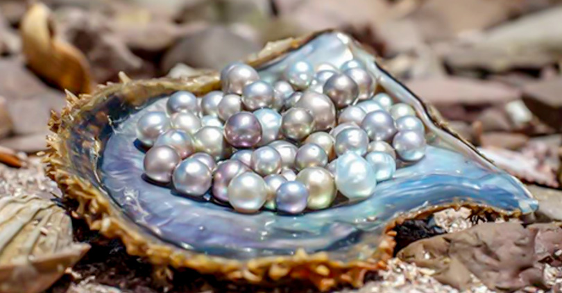 How Do Oysters Make Colored Pearls